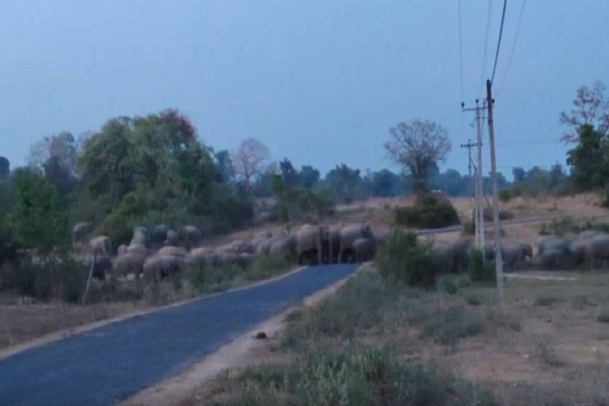 தமிழர் பகுதியில் யானைகளின் நடமாட்டம் அதிகரிப்பு ; மக்களுக்கு அவசர எச்சரிக்கை | Increased Elephant Movement Urgent Warning Issued தமிழர் பகுதியில் யானைகளின் நடமாட்டம் அதிகரிப்பு ; மக்களுக்கு அவசர எச்சரிக்கை | Increased Elephant Movement Urgent Warning Issued