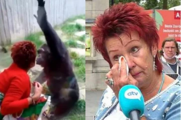 4 ஆண்டுகளாக சிம்பன்சி குரங்கை சந்தித்து வந்த பெண்! கவனித்த அதிகாரிகளுக்கு காத்திருந்த அதிர்ச்சி பதில்