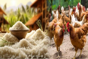 குறைந்த வருமானம் பெறுவோருக்கு அரசாங்கம் வழங்கிய அரிசி: உயிரிழந்த கோழிகள்