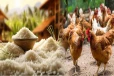 குறைந்த வருமானம் பெறுவோருக்கு அரசாங்கம் வழங்கிய அரிசி: உயிரிழந்த கோழிகள்