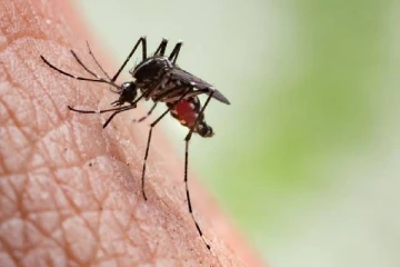 மக்களே கவனம்..அச்சுறுத்தும் வெஸ்ட் நைல் வைரஸ்? சுகாதாரத்துறை முக்கிய அறிவிப்பு!