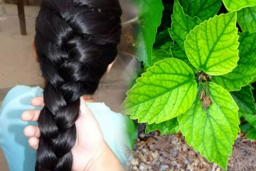 கூந்தல் வளர்ச்சியை அதிகரிக்க உதவும் செம்பருத்தி இலை.., எப்படி பயன்படுத்துவது?