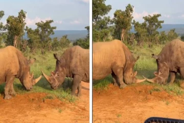 காண்டாமிருக காளைகளின் மோதல்... பதறவைக்கும் வைரல் காட்சி