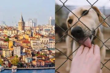 துருக்கியில் தெருநாய்களுக்கு எதிரான சட்டம்: பிரித்தானிய சுற்றுலா பயணிகளின் எதிர்ப்பு