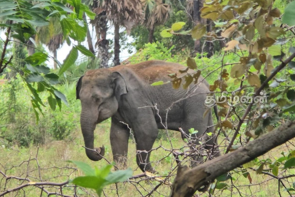 முல்லைத்தீவில் பொலிஸ் நிலையம் -ஆலய வளாகங்களுக்குள் புகுந்த காட்டுயானைகள் | Wild Elephant Enters Mullaitivu Town