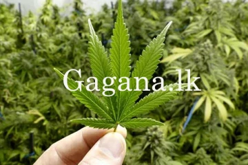 මෙරට කංසා වැවීමේ නීතිය හෙට කැබිනට් මණ්ඩලයට.