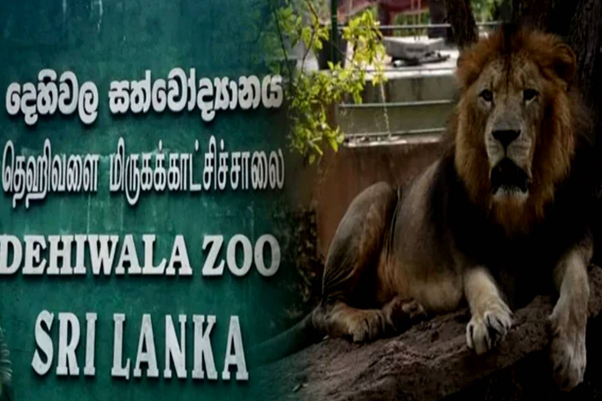 புதுப்பொலிவு பெறப்போகும் தெஹிவளை மிருகக்காட்சிச்சாலை..! 300 மில்லியன் செலவில் புனரமைப்பு பணிகள் ஆரம்பம் | Dehiwala Zoo Reconstruction Works Cost Of 300M