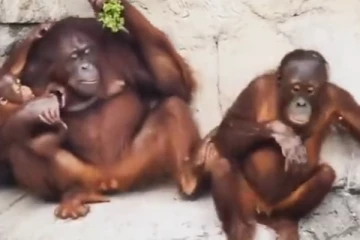 கவுண்டமணி பாணியில் எட்டி உதைத்த குரங்கு... வயிறு குழுங்க குழுங்க சிரிக்க வைத்த காட்சி