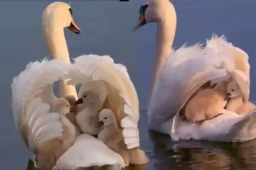 Viral Video:குஞ்சுகளை பாதுகாக்க அன்னப்பறவை செய்த செயல்! வியக்க வைக்கும் வீடியோ