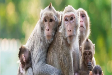 சிங்கங்களை தொடர்ந்து குரங்குகளுக்கும் தொற்றியது கொரோனா