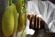 பலா பறிக்கச் சென்ற முதியவருக்கு நேர்ந்த துரதிர்ஷ்டம்