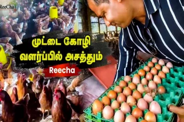 றீச்ஷா பண்ணையில் குவிக்கப்பட்ட கோழிக்குஞ்சுகள்.. நீங்களும் வாங்கலாம்- எப்படி தெரியுமா?