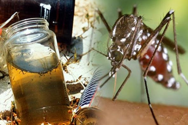 யாழ் குடாநாட்டு மக்களுக்கு எச்சரிக்கை தகவல் | Prevalence Of Dengue Increased Jaffna