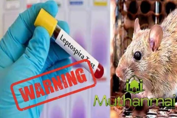 வடக்கில் பரவும் எலிக்காய்ச்சல் விலங்குகளிலும் பரவும் அபாயம் உள்ளதாக எச்சரிக்கை