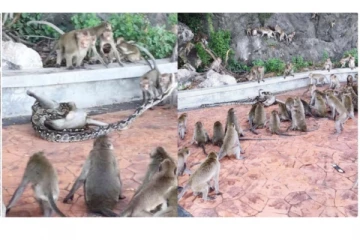 மலைப்பாம்பு பிடியில் சிக்கி உயிருக்கு போராடிய குரங்கு... சுற்றியிருந்த குரங்கு கூட்டம் செய்த செயல்... வைரல் வீடியோ