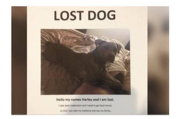 8 ஆண்டுக்கு முன் பிரிந்த நாய் - 1900கி.மீ பயணம் செய்து மீண்டும் சேர்ந்த பெண்; சுவாரசிய சம்பவம் | Florida Woman Reunites Missing Dog After 8 Years