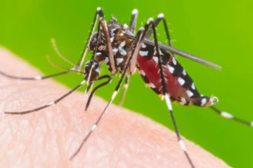 20 நாட்களில் 766 பேருக்கு டெங்கு! மட்டக்களப்பு மாவட்டத்தில் அதிக நோயாளர்கள்