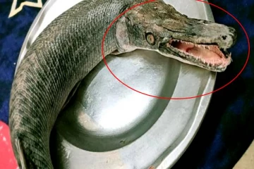 முதலை உருவத்தில் ஊர் மக்களை மிரட்டிய மீன்! இது கடித்தால் என்ன நடக்கும் தெரியுமா?