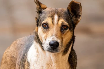 அமெரிக்காவில் மனித தலையுடன் தெருவில் சுற்றித் திரிந்த நாயால் அதிர்ச்சி!