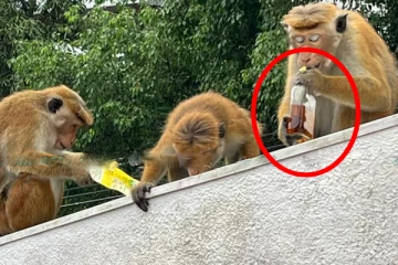 பிரபல ஹோட்டல் ஒன்றில் மதுபானத்தை திருடி குடிக்கும் குரங்குகள்!