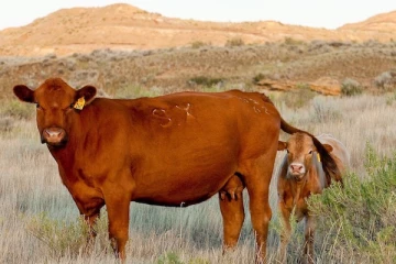 புகையிரதத்தால் பறிபோன இரு உயிர்கள்