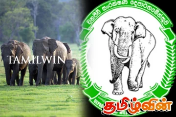 அதிகரிக்கும் காட்டு யானைகளின் உயிரிழப்பு: வெளியான அறிக்கை