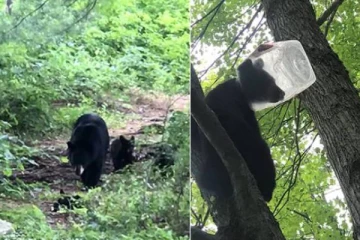 பிளாஸ்டிக் ஜாடிக்குள் தலையை விட்டு சிக்கிக்கொண்டு தவித்த கரடி குட்டி!