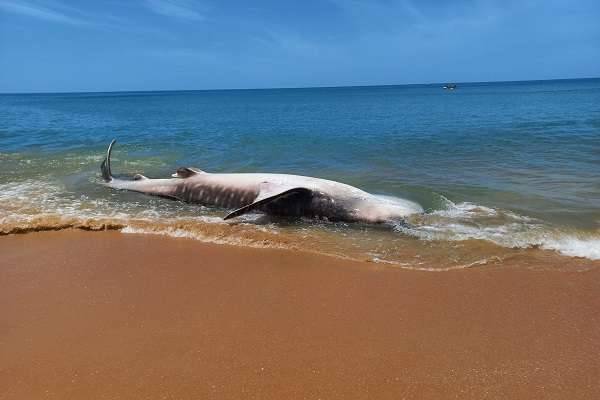 இந்திய மீனவர்களால் அழிக்கப்படும் உயிரினங்கள்! | Species Destroyed By Indian Fishermen
