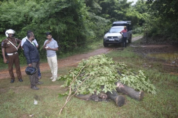 தொடருந்தில் மோதுண்ட யானை மரணம்