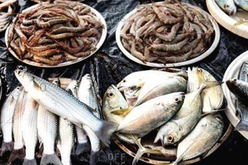 குறைவடைந்து வரும் மீன்களின் விலை