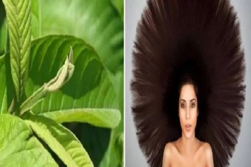 கைப்பிடி கொய்யா இலையில் இவ்ளோ முடி வளருமா!!