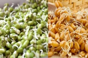 வெறும் வயிற்றில் முளைவிட்ட பயிற்றை சாப்பிடுவதால் நடக்கும் அதிசயங்கள்...