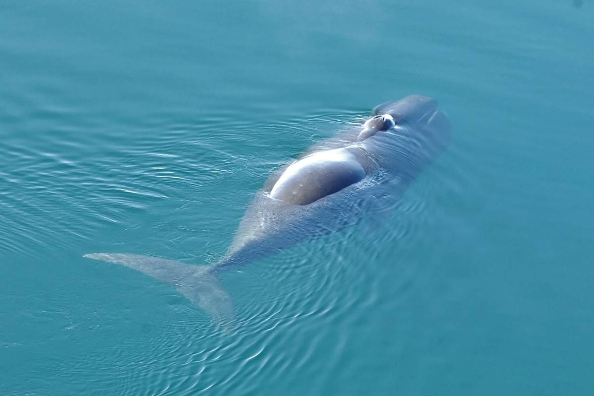 மனிதர்கள் 200 ஆண்டு வாழ முடியுமா? திமிங்கலத்தின் புரதத்தை வைத்து நடைபெறும் ஆய்வு | Protein In Whales Could Help Humans Live 200 Years