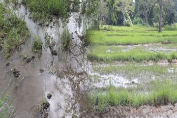 முல்லைத்தீவில் வெள்ளத்தினால் அழிவடைந்த வயல் நிலங்கள்