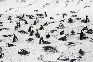 63 பென்குயின்களை கொன்று குவித்த தேனீக்கள்!! பிரபல நாட்டில் நடந்த அரிய சம்பவம்