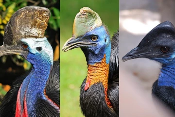 பறவைகள் கொள்வனவில் இடம்பெற்றுள்ள பாரிய மோசடி