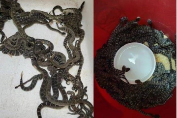 ஒரே வீட்டில் 100 பாம்புகள்...அதிர்ச்சியில் உறைந்த பாம்புபிடி வீரர்