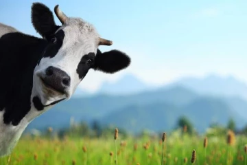 மாடு கத்தியதால்  பண்ணையாருக்கு 102,000 யூரோ அபராதம் விதித்த நீதிமன்றம் !