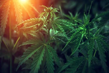 இலங்கையில் கஞ்சா பயிரிட அனுமதி...! திலும் அமுனுகம