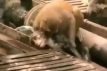 மின்சாரம் தாக்கி பிரிந்த உயிர்... மருத்துவர்களையும் மிஞ்சிய அதிசயம்! உயிர் கொடுத்த குரங்கு!