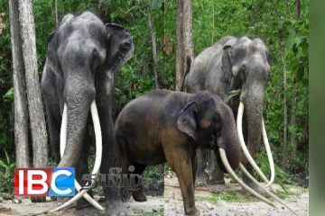 வெளிநாடு கொண்டு செல்லப்பட்ட முத்துராஜா : வெட்டப்படவுள்ள தந்தங்கள்