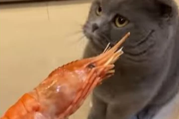 மீனை பார்த்தாலே தலைத்தெறிக்க ஓடும் பூனை... இது சைவ பூனையா இருக்கும் போல!