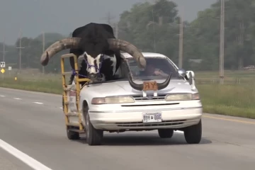 அமெரிக்க நகருக்குள் ஹாயாக காரில் சவாரி சென்ற முரட்டுக் காளை!