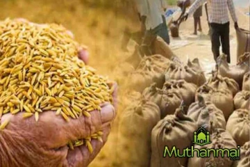 அரசாங்கத்தால் கொள்வனவு செய்யப்பட்ட நெல் குறித்து வெளியான தகவல்