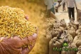 அரசாங்கத்தால் கொள்வனவு செய்யப்பட்ட நெல் குறித்து வெளியான தகவல்