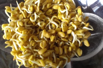 முளைகட்டிய வெந்தயத்தை  தினமும் எடுத்து கொள்ளலாமா? நன்மைகள் உண்டா?