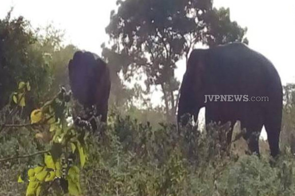 இலங்கையில் சண்டை போட்ட யானைகள்! மிகவும் அரிய காட்சிகள் (Photos) | Elephants Fighting In Sri Lanka Very Rare Scenes