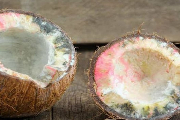 கோயிலில் உடைக்கும் தேங்காய் அழுகி இருந்தால் அபசகுனமா? | Reason Behind Rotten Cocunut In Pooja In Tamil