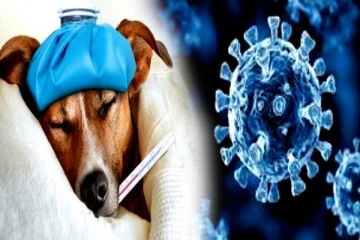 கோவிட் 19 ஐ ஞாபகப்படுத்தும் மற்றுமொரு புதிய காய்ச்சல்! எப்படி பரவுது தெரியுமா?