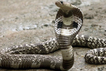 பாம்பு தீண்டினால்கூட நாட்டில் மருந்து இல்லை!